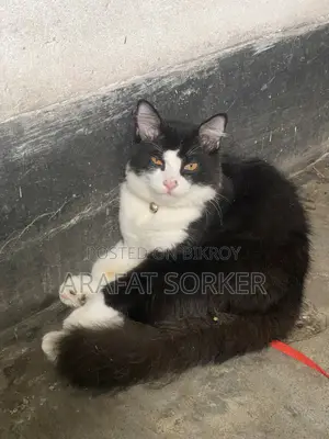 3-6 Months Male Mixed Breed Persian