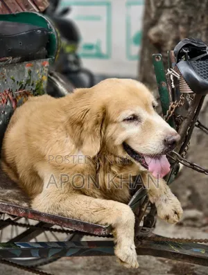 ১+ বছরের পুরুষ বিশুদ্ধ গোল্ডেন রিট্রিভার