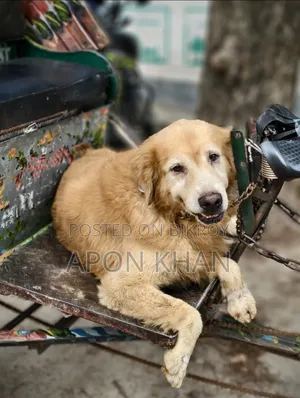 ১+ বছরের পুরুষ বিশুদ্ধ গোল্ডেন রিট্রিভার