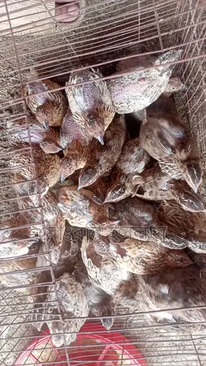 Running Quail Birds