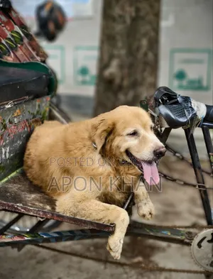 ১+ বছরের পুরুষ বিশুদ্ধ গোল্ডেন রিট্রিভার