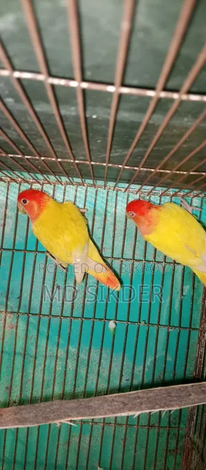 লাভবার্ড Love Bird রানিং পেয়ার