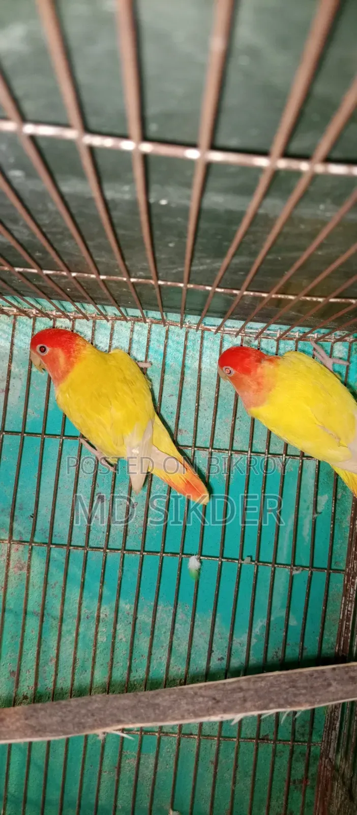 লাভবার্ড Love Bird রানিং পেয়ার