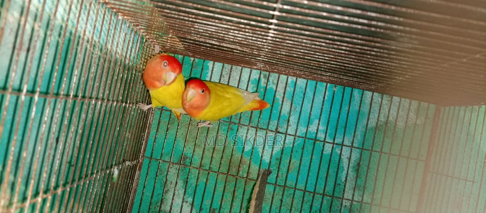 লাভবার্ড Love Bird রানিং পেয়ার