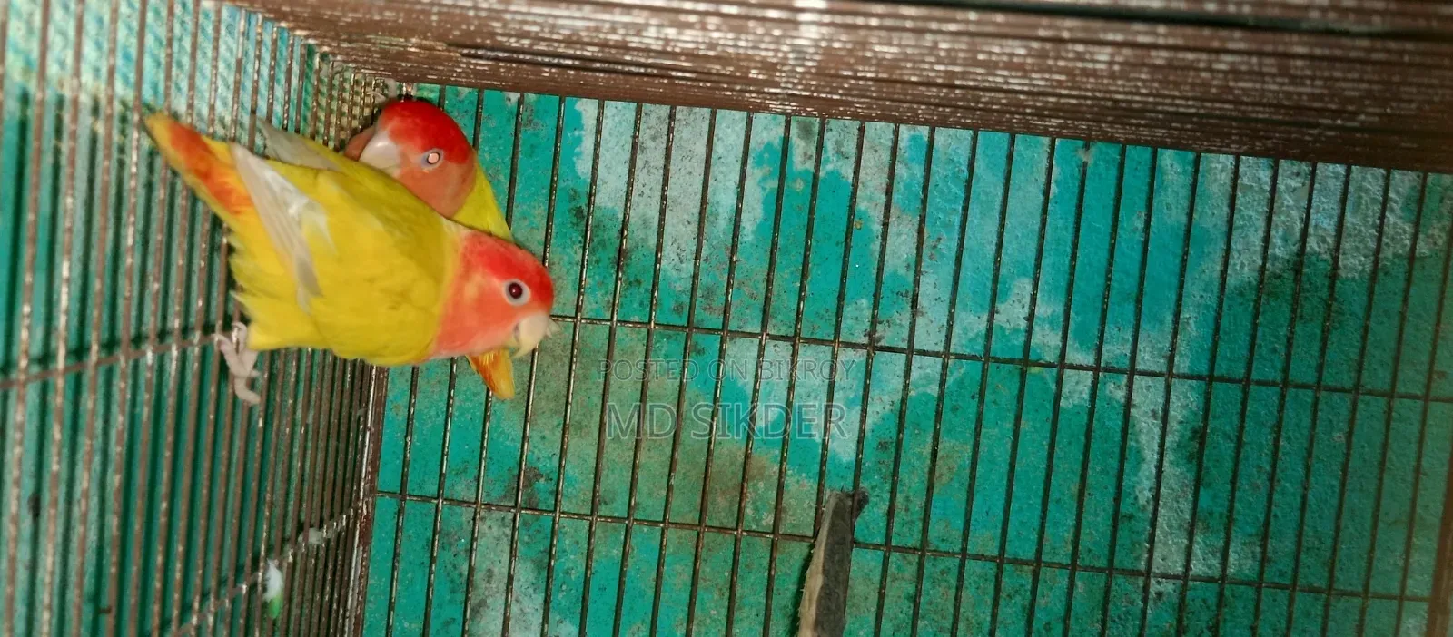 লাভবার্ড Love Bird রানিং পেয়ার