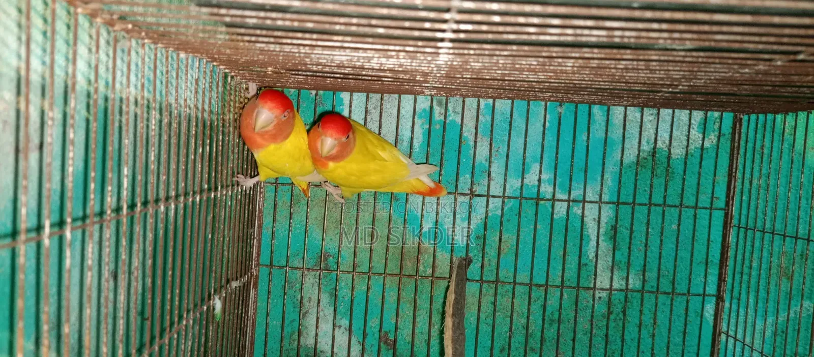 লাভবার্ড Love Bird রানিং পেয়ার