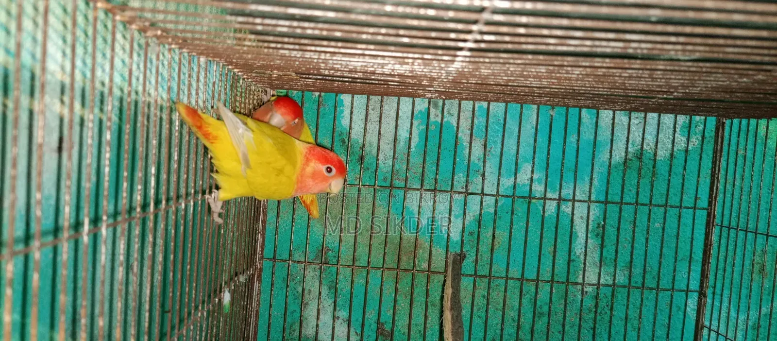 লাভবার্ড Love Bird রানিং পেয়ার