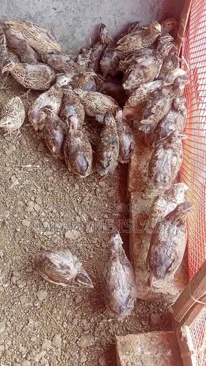 Japanese Quail Birds