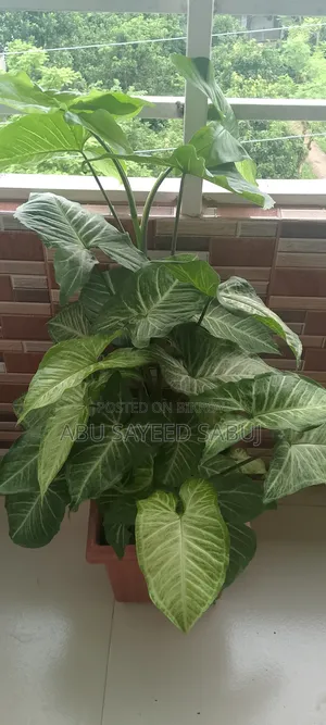 Syngonium Plant