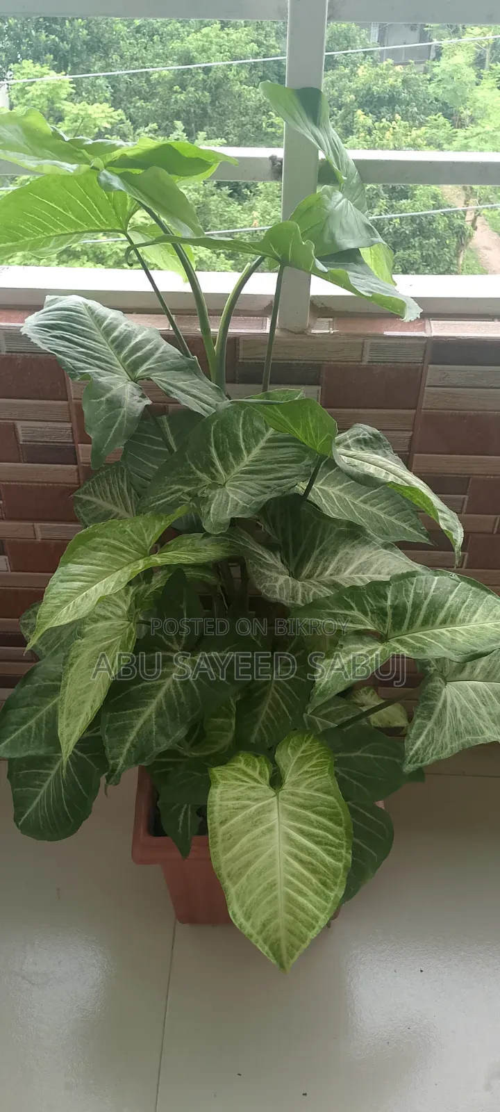 Syngonium Plant