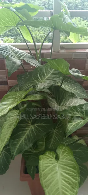 Syngonium Plant