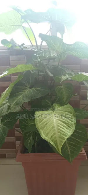 Syngonium Plant