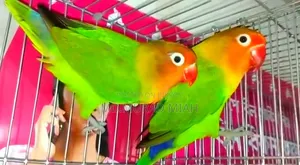 Green Fisher LoveBird Running Pair Sell Hobe