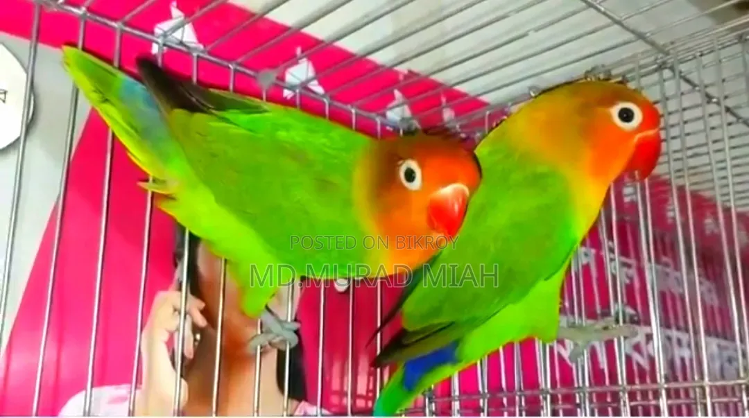 Green Fisher LoveBird Running Pair Sell Hobe
