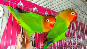 Green Fisher LoveBird Running Pair Sell Hobe