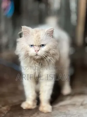 ১-৩ মাস বয়সী ফিমেল পিওরব্রেড স্নোশূ
