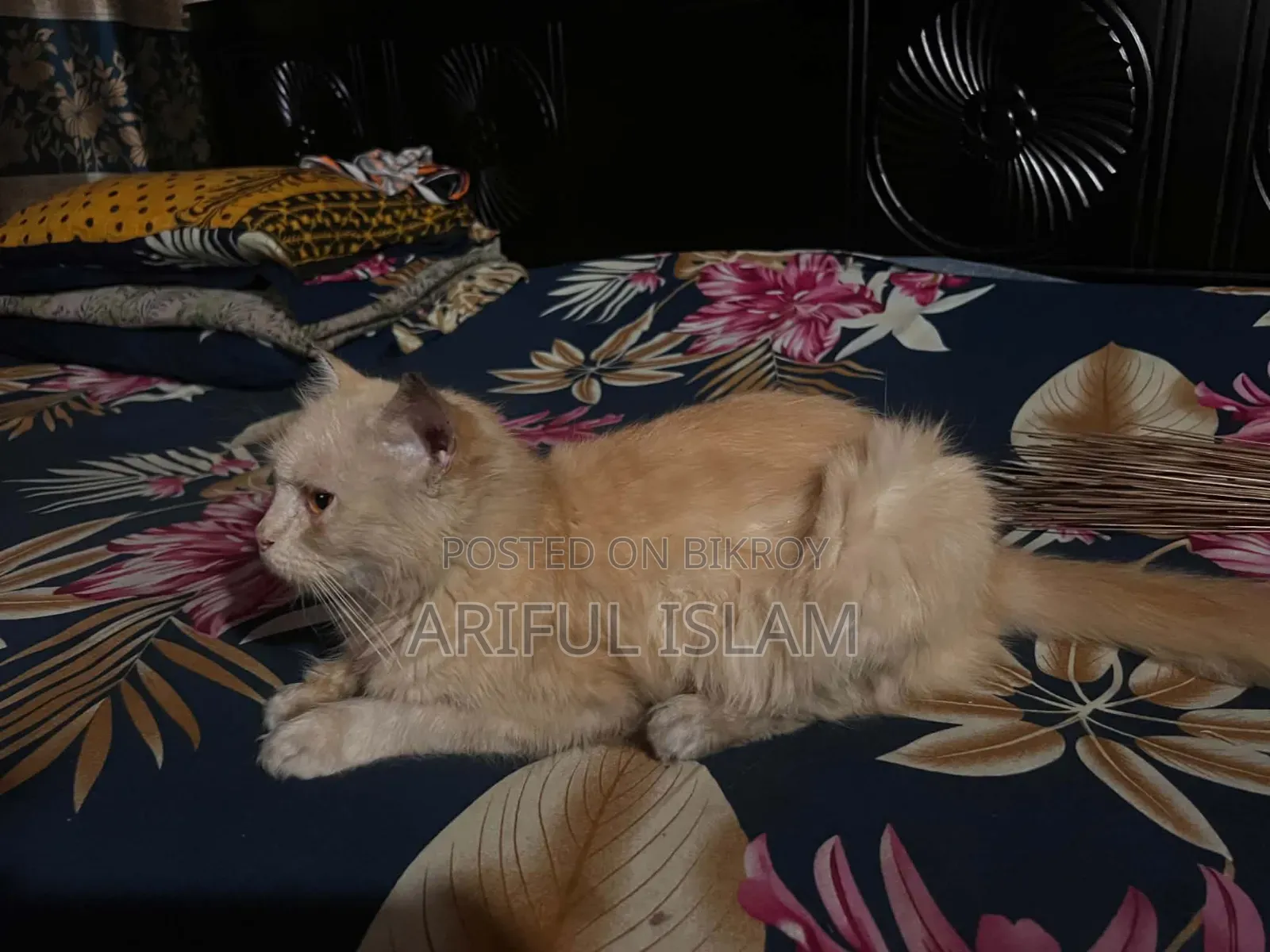 ১-৩ মাস বয়সী ফিমেল পিওরব্রেড স্নোশূ