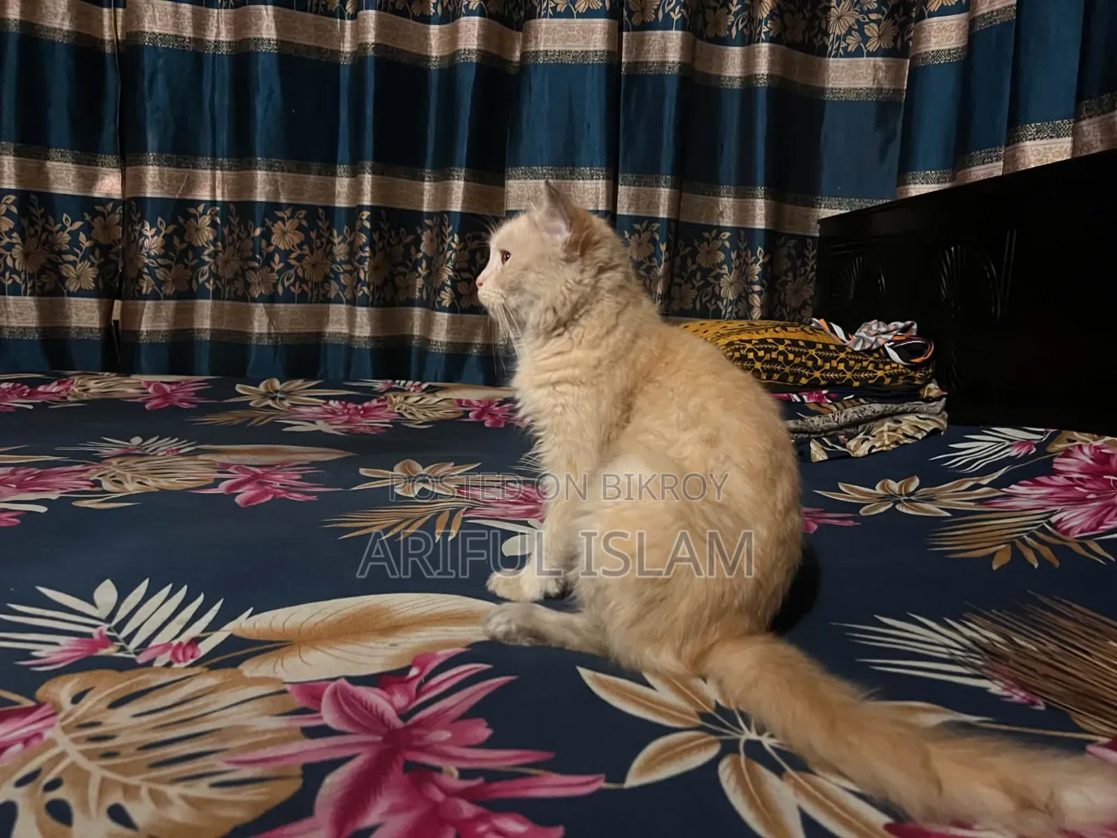 ১-৩ মাস বয়সী ফিমেল পিওরব্রেড স্নোশূ
