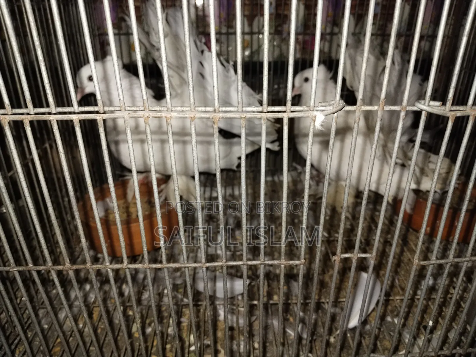 কবুতর ও খাঁচা বিক্রি হবে