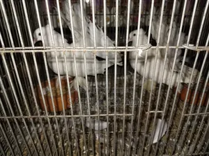 কবুতর ও খাঁচা বিক্রি হবে