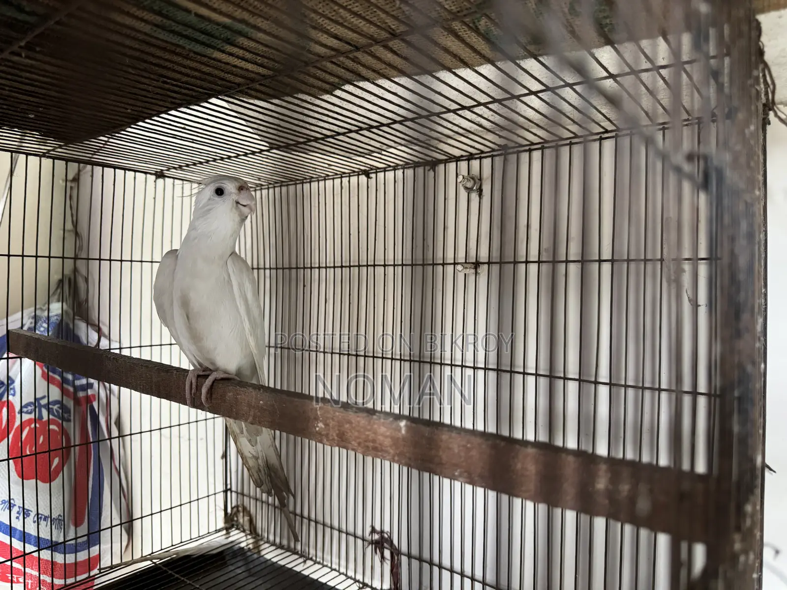 অ্যালবিনো ককটেল