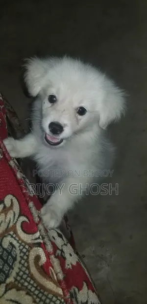 ১-৩ মাস বয়সী ফিমেল পিউরব্রেড জাপানিজ স্পিটজ