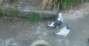 কবুতর বিক্রি