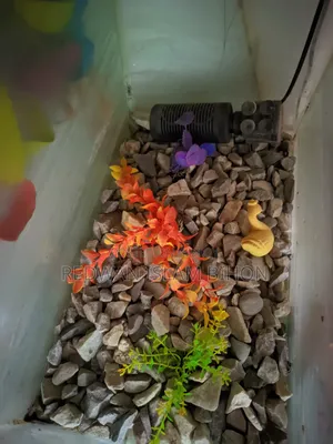 অ্যাকুরিয়াম - ফিশ অ্যাকুরিয়াম