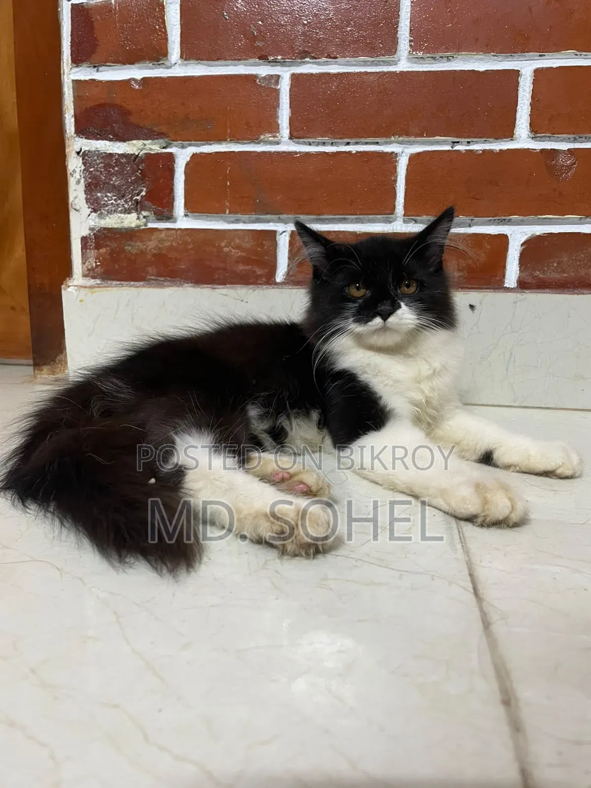 ৩-৬ মাসের পুরুষ বিশুদ্ধ পার্সিয়ান