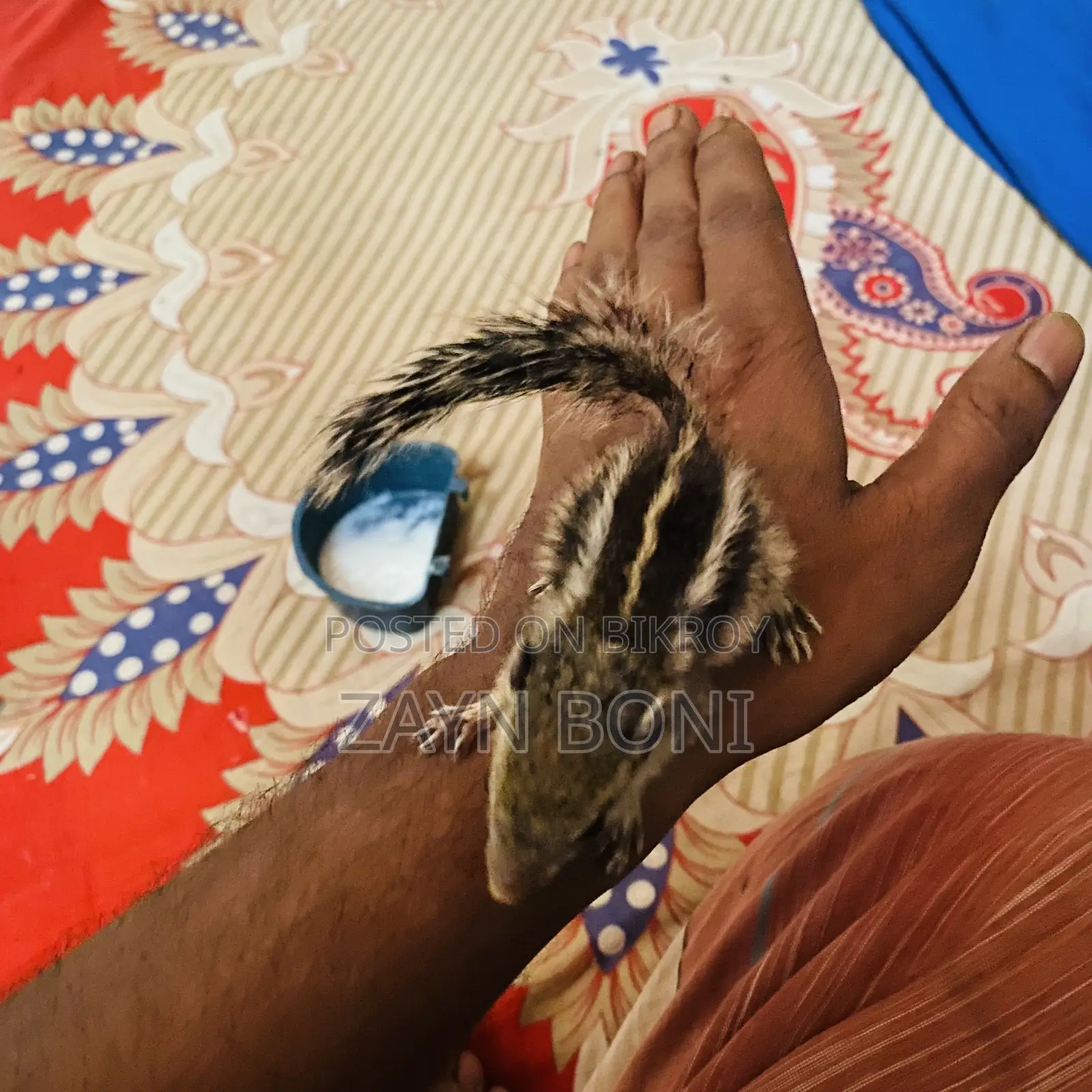 ফুল টেম কাঠবিড়াল বাচ্চা জোড়া