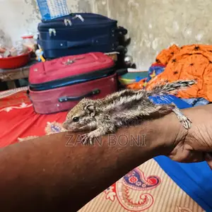 ফুল টেম কাঠবিড়াল বাচ্চা জোড়া