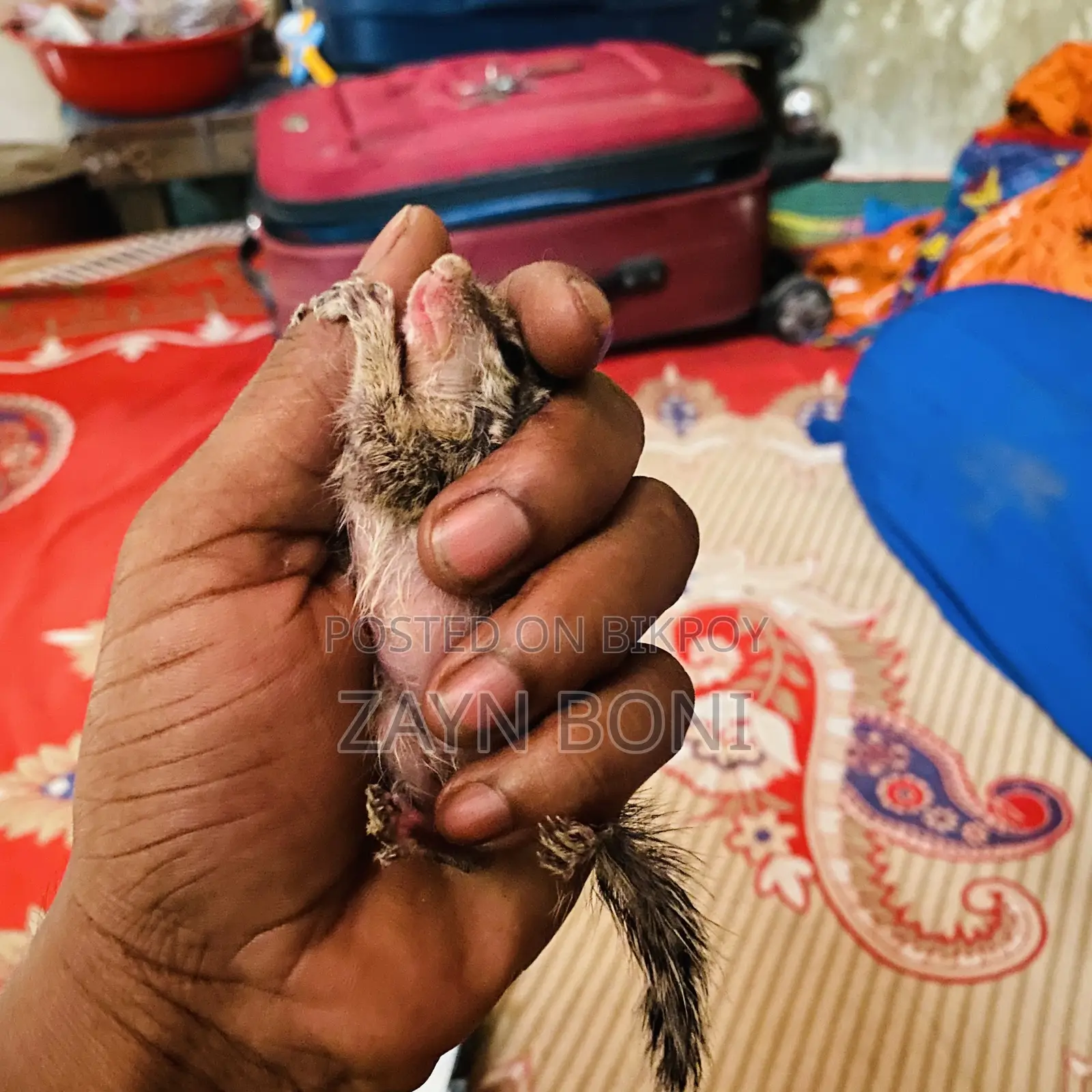 ফুল টেম কাঠবিড়াল বাচ্চা জোড়া