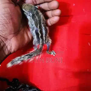 ফুল টেম কাঠবিড়াল বাচ্চা জোড়া