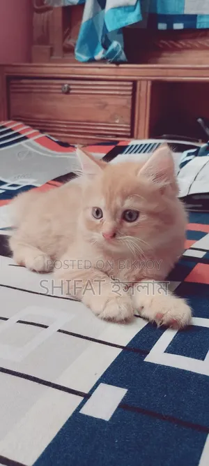 ১-৩ মাসের মেল পিউরব্রেড পার্সিয়ান
