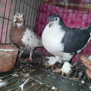 খাঁচা সহ কবুতর