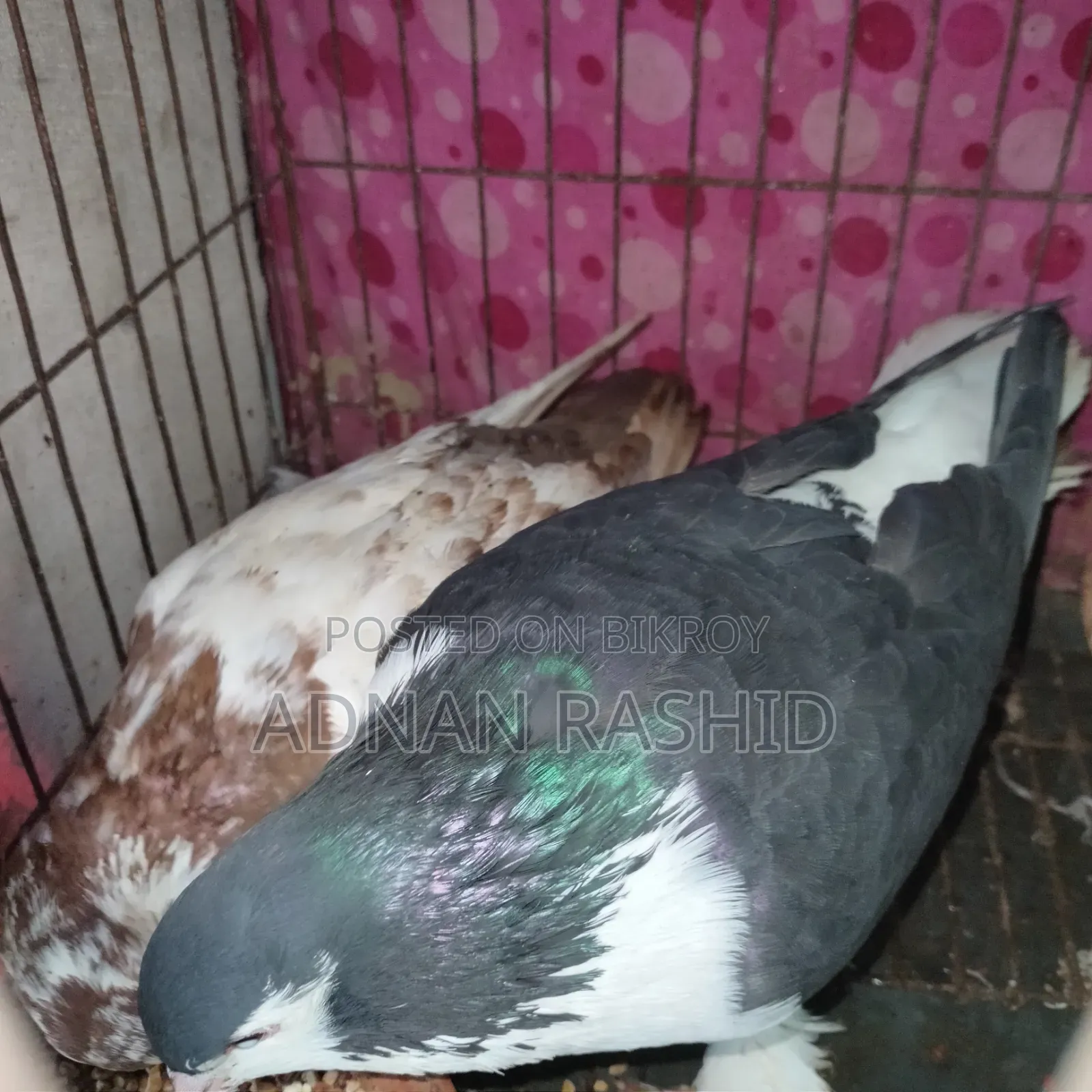 খাঁচা সহ কবুতর