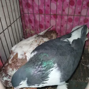 খাঁচা সহ কবুতর