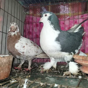 খাঁচা সহ কবুতর