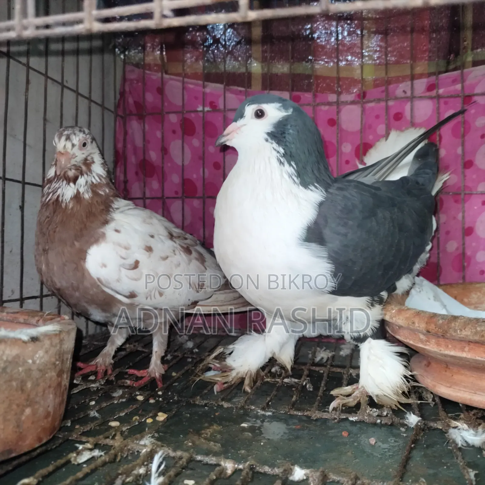 খাঁচা সহ কবুতর