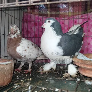 খাঁচা সহ কবুতর