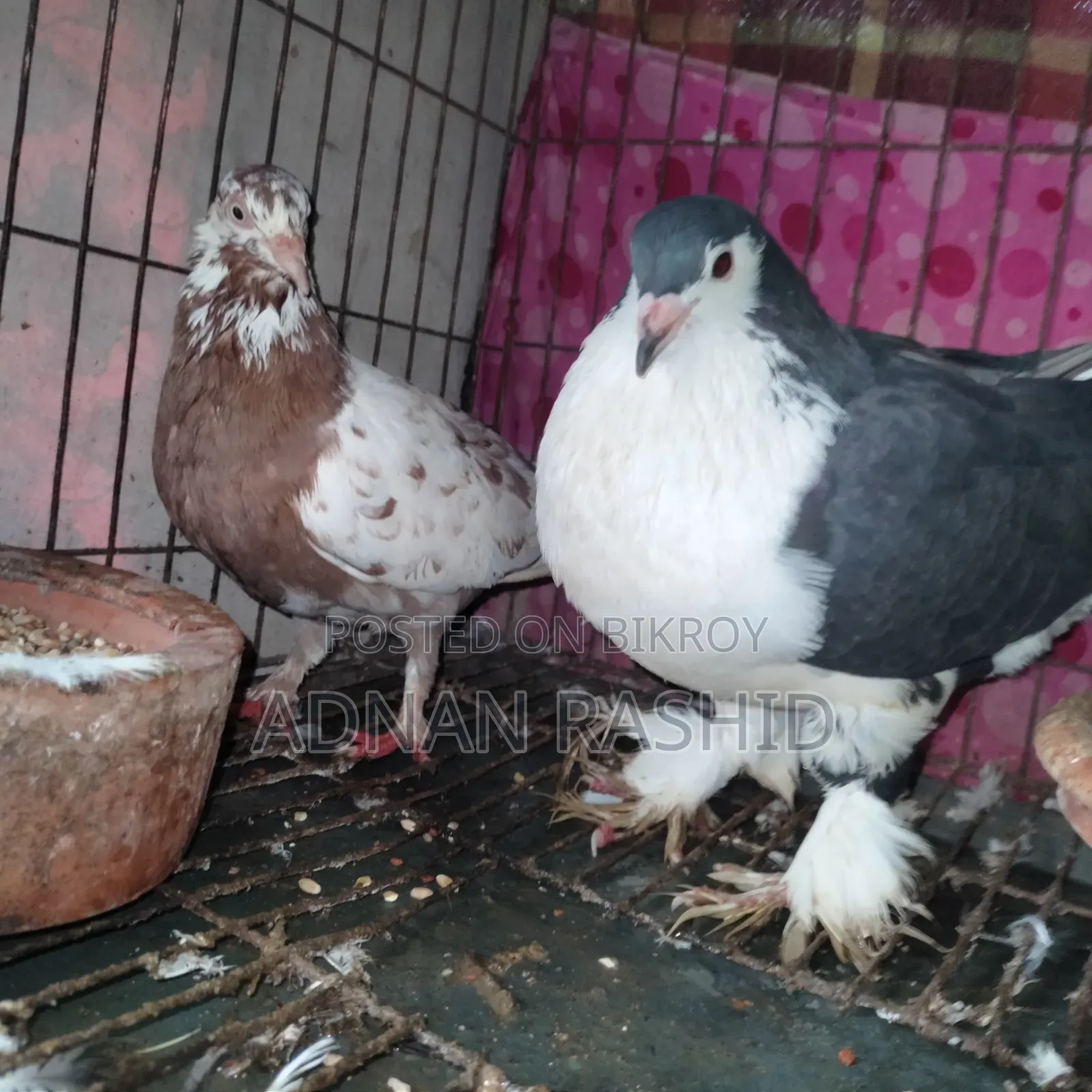 খাঁচা সহ কবুতর