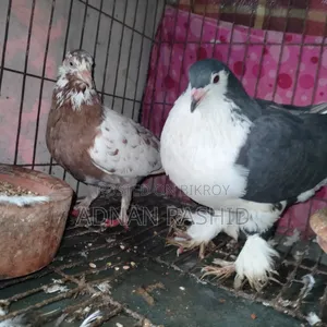 খাঁচা সহ কবুতর