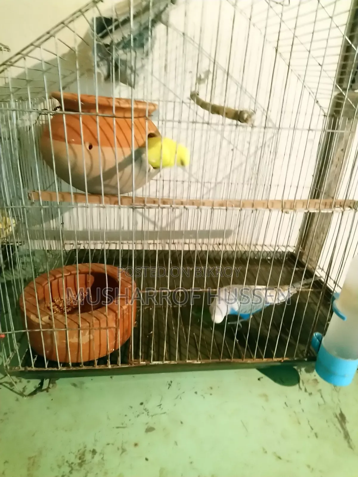 ১ জোরা রানিং বাজিগর পাখি বিক্রি করা হবে