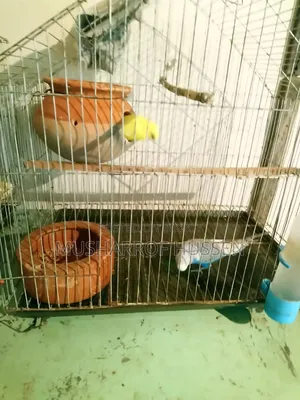 ১ জোরা রানিং বাজিগর পাখি বিক্রি করা হবে