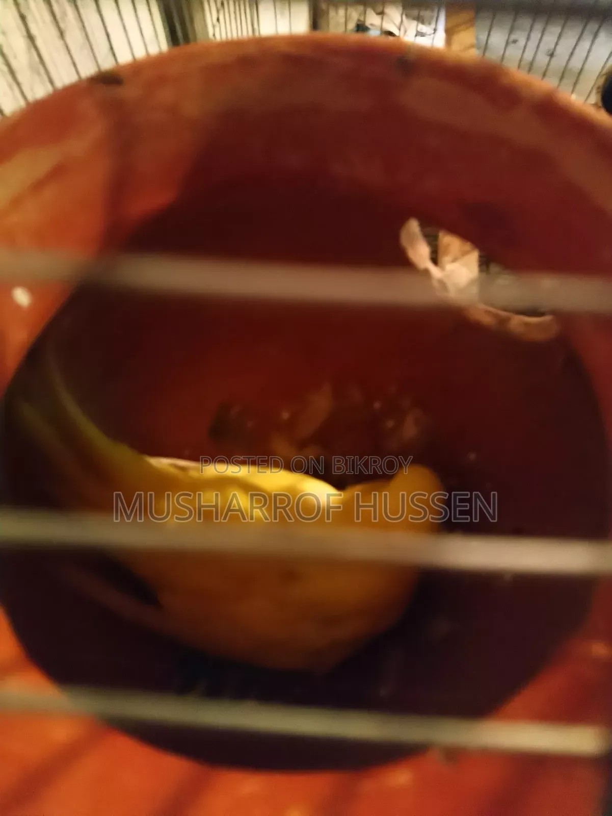 ১ জোরা রানিং বাজিগর পাখি বিক্রি করা হবে