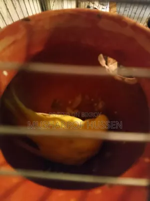 ১ জোরা রানিং বাজিগর পাখি বিক্রি করা হবে