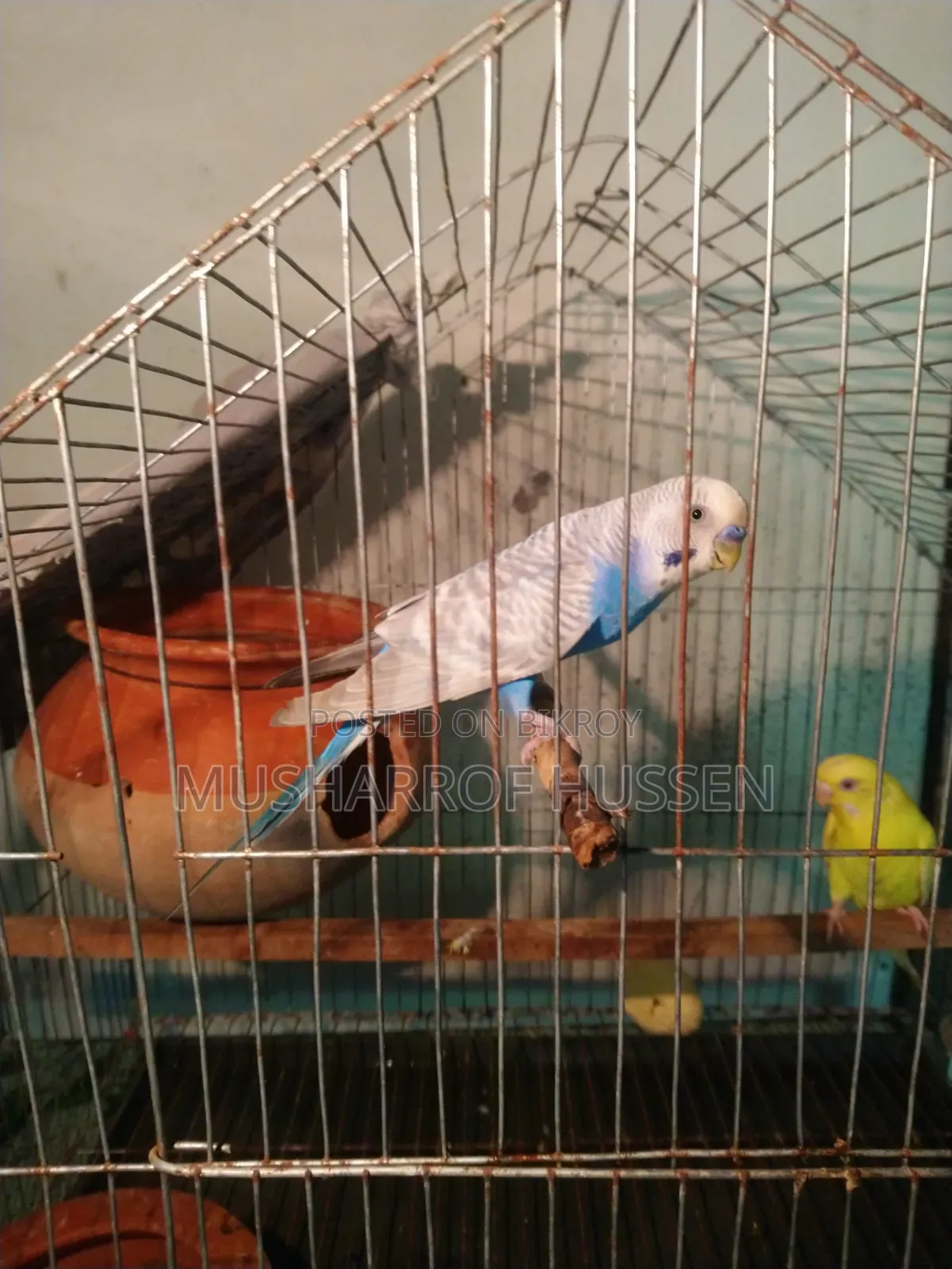 ১ জোরা রানিং বাজিগর পাখি বিক্রি করা হবে