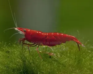 Red Cherry Shrimp