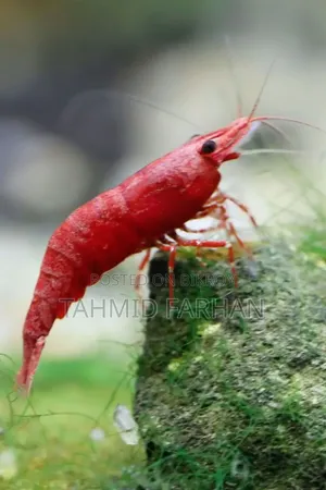 Red Cherry Shrimp