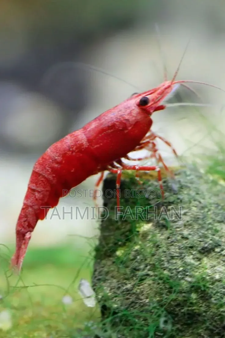 Red Cherry Shrimp
